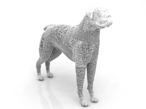 Boxer Dog 3D Model