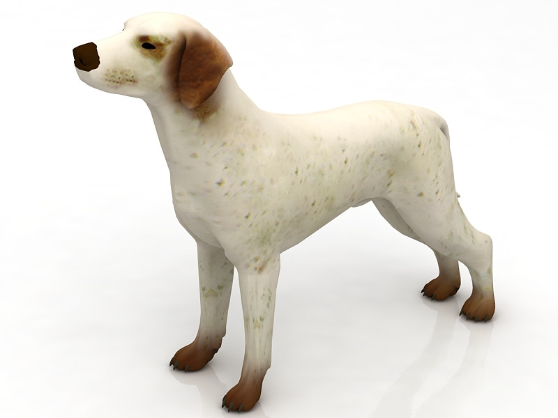 Немецкий пойнтер 3D Модель .c4d .max .obj .3ds .fbx .stl .blend 