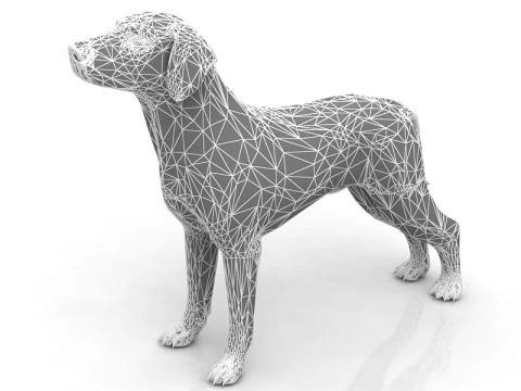 German pointer 3D Model