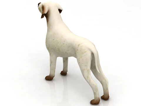 German pointer 3D Model