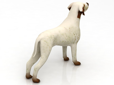Немецкий пойнтер 3D Модель