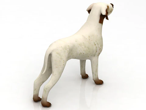 German pointer 3D Model