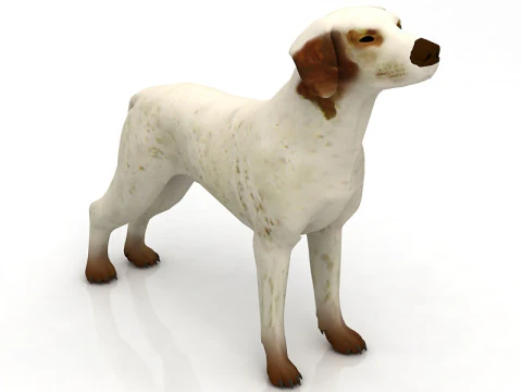 German pointer 3D Model