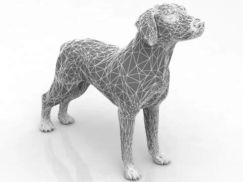 German pointer 3D Model