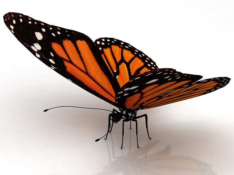 Motyl Model 3D .c4d .max .obj .3ds .fbx .stl .blend 