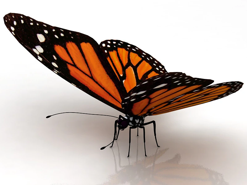 Butterfly 3D Model .c4d .max .obj .3ds .fbx .stl .blend 