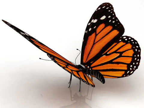 Butterfly 3D Model