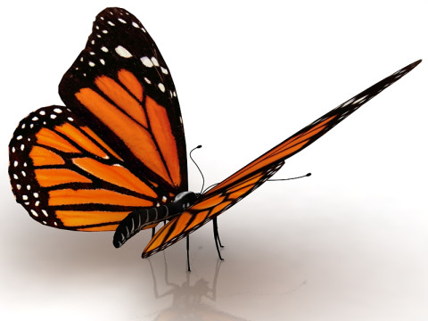 Motyl Model 3D