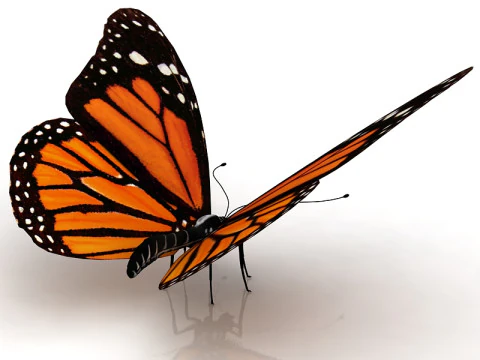 Butterfly 3D Model