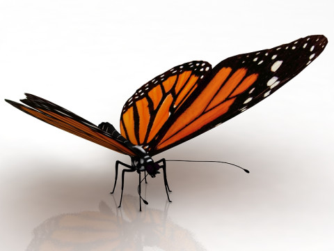 Motyl Model 3D