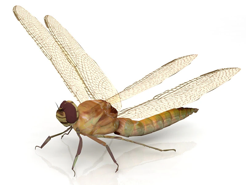 Dragonfly Pose 3D Model .c4d .max .obj .3ds .fbx .stl .blend 