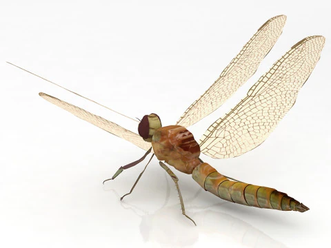 Dragonfly Pose 3D Model