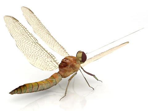 Dragonfly Pose 3D Model