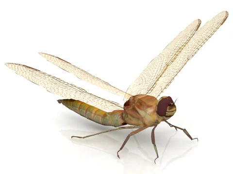 Dragonfly Pose 3D Model