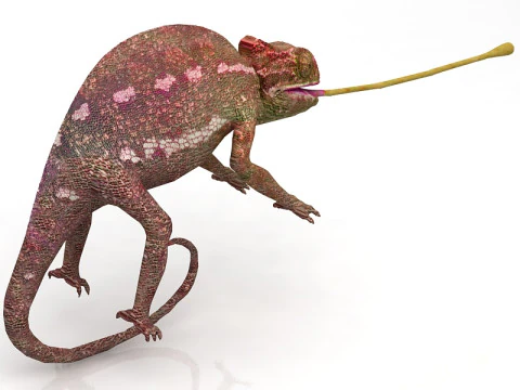 Chameleon 3D Model