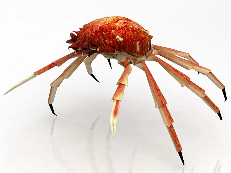 Red Rock Crab 3D Model .c4d .max .obj .3ds .fbx .stl .blend 