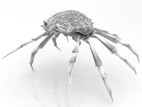 Red Rock Crab 3D Model