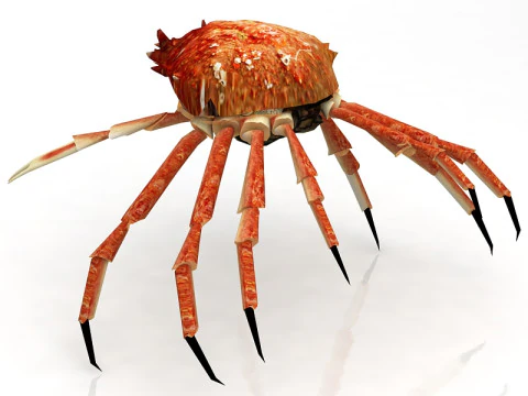Red Rock Crab 3D Model