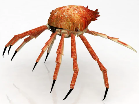 Red Rock Crab 3D Model