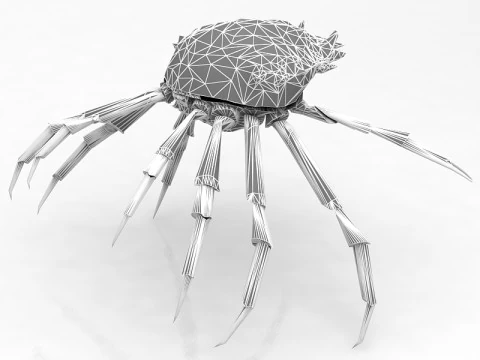Red Rock Crab 3D Model