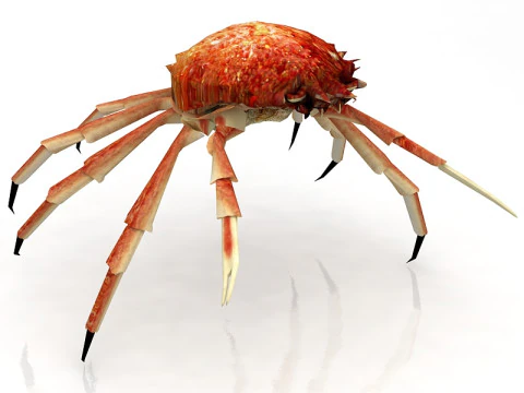 Red Rock Crab 3D Model