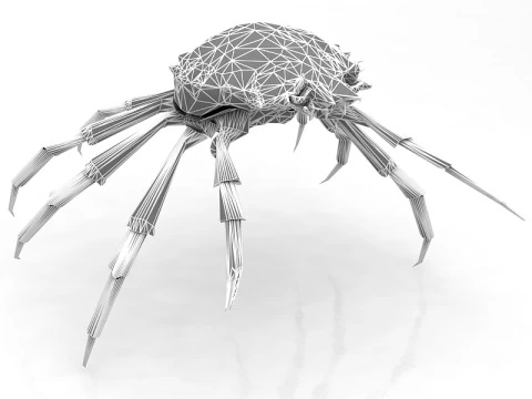 Red Rock Crab 3D Model