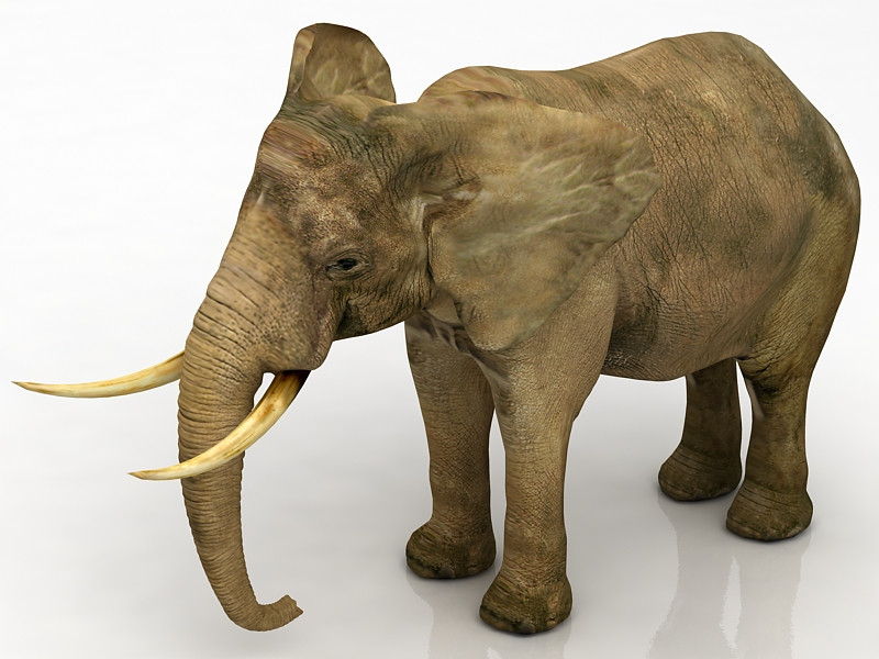 非洲象 3D 模型 .c4d .max .obj .3ds .fbx .stl .blend 