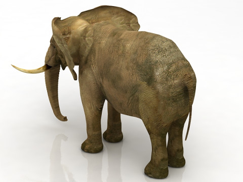 非洲象 3D 模型
