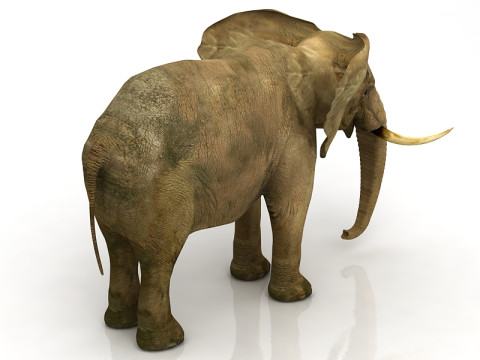 非洲象 3D 模型