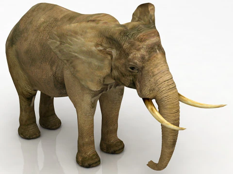 African Elephant 3D Model