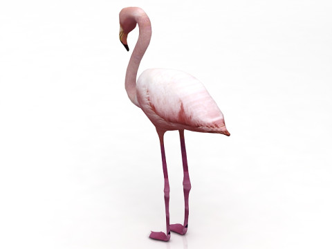 अमेरिकी राजहंस 3D मॉडल