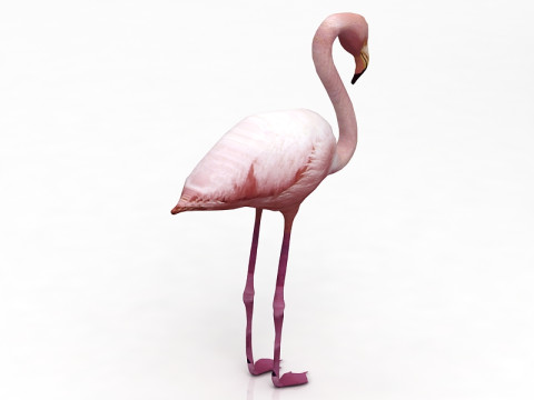 अमेरिकी राजहंस 3D मॉडल