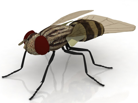Housefly 3D Model