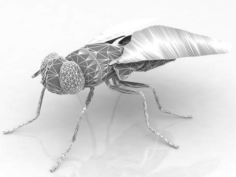 Mosca dom&eacute;stica Modelo 3D