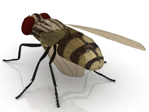 Mosca dom&eacute;stica Modelo 3D