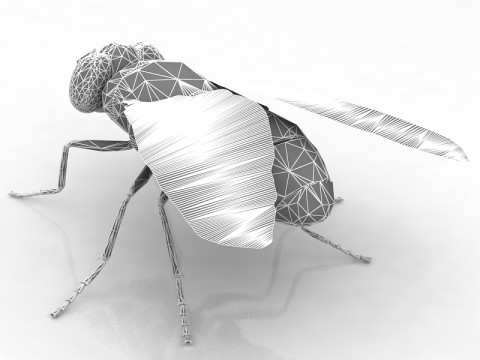 Mosca dom&eacute;stica Modelo 3D