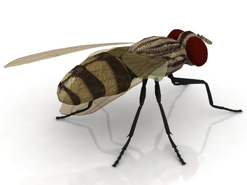 Mosca dom&eacute;stica Modelo 3D