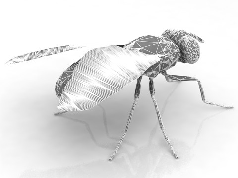 Mosca dom&eacute;stica Modelo 3D
