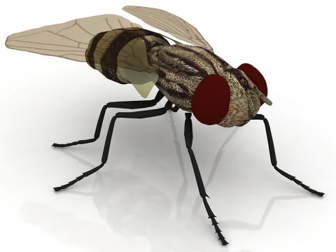 Mosca dom&eacute;stica Modelo 3D