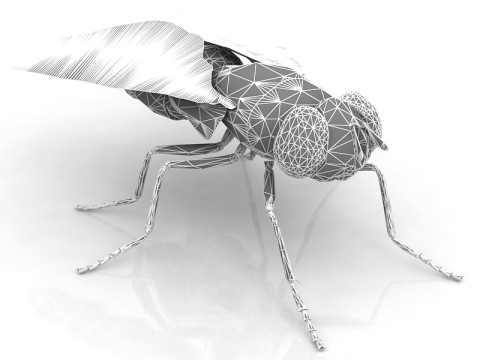 Mosca dom&eacute;stica Modelo 3D