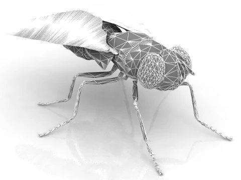 Mosca dom&eacute;stica Modelo 3D