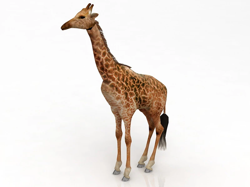 Giraffe Standing Pose 3D Model .c4d .max .obj .3ds .fbx .stl .blend 