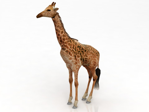 Giraffe Standing Pose 3D Model