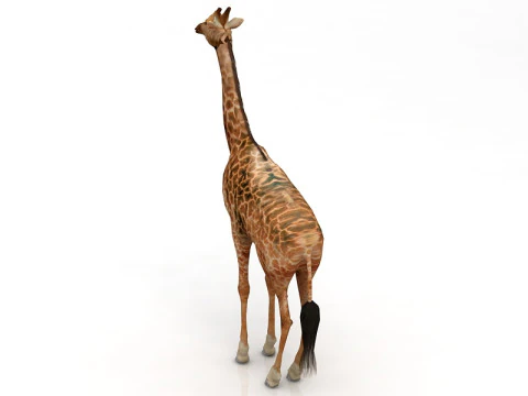 Giraffe Standing Pose 3D Model