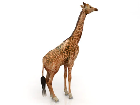 Giraffe Standing Pose 3D Model