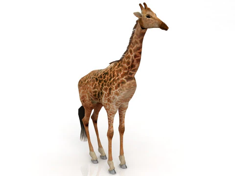 Giraffe Standing Pose 3D Model