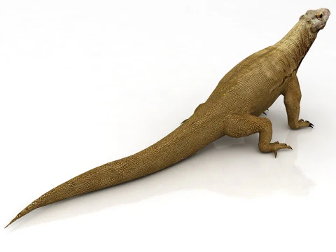 Комодский дракон 3D Модель