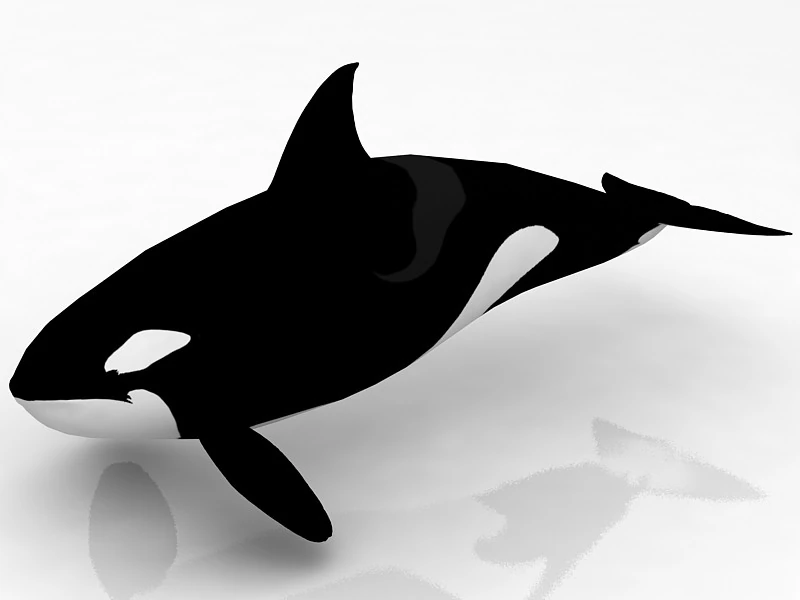 Katil balina 3D Model .c4d .max .obj .3ds .fbx .stl .blend 