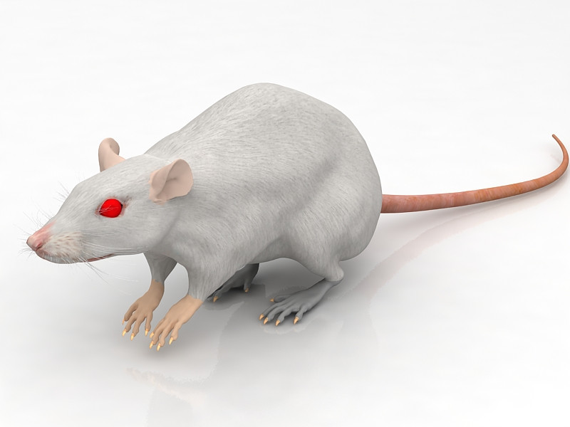 Rato Branco Modelo 3D .c4d .max .obj .3ds .fbx .stl .blend 
