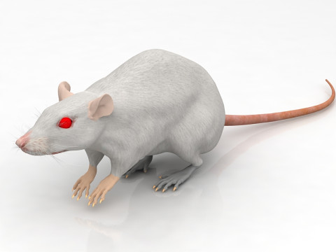 Ratto Bianco Modello 3D